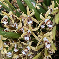Coelogyne dayana
