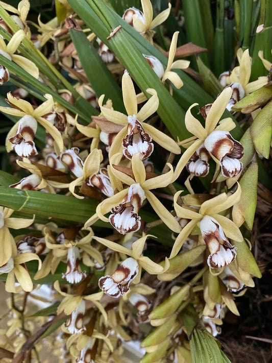 Coelogyne dayana