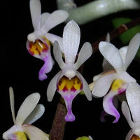 Diploplora truncata