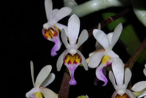 Diploplora truncata