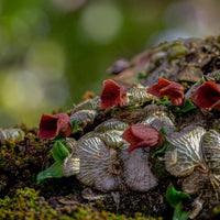 Porpax thaithongiae