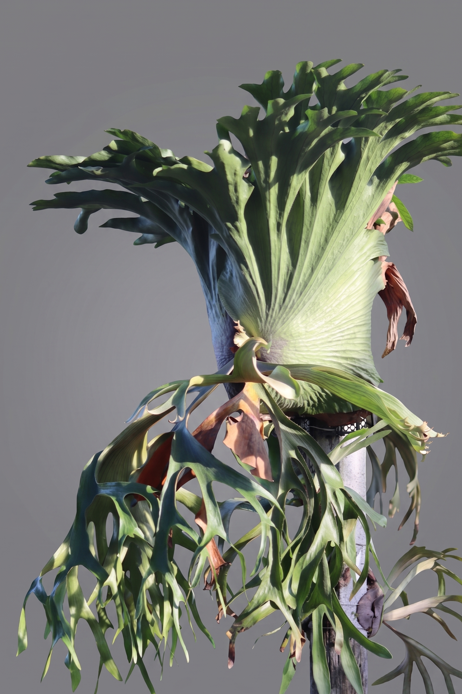 Platycerium Chantaburinense (Coronarium x Holttumii)