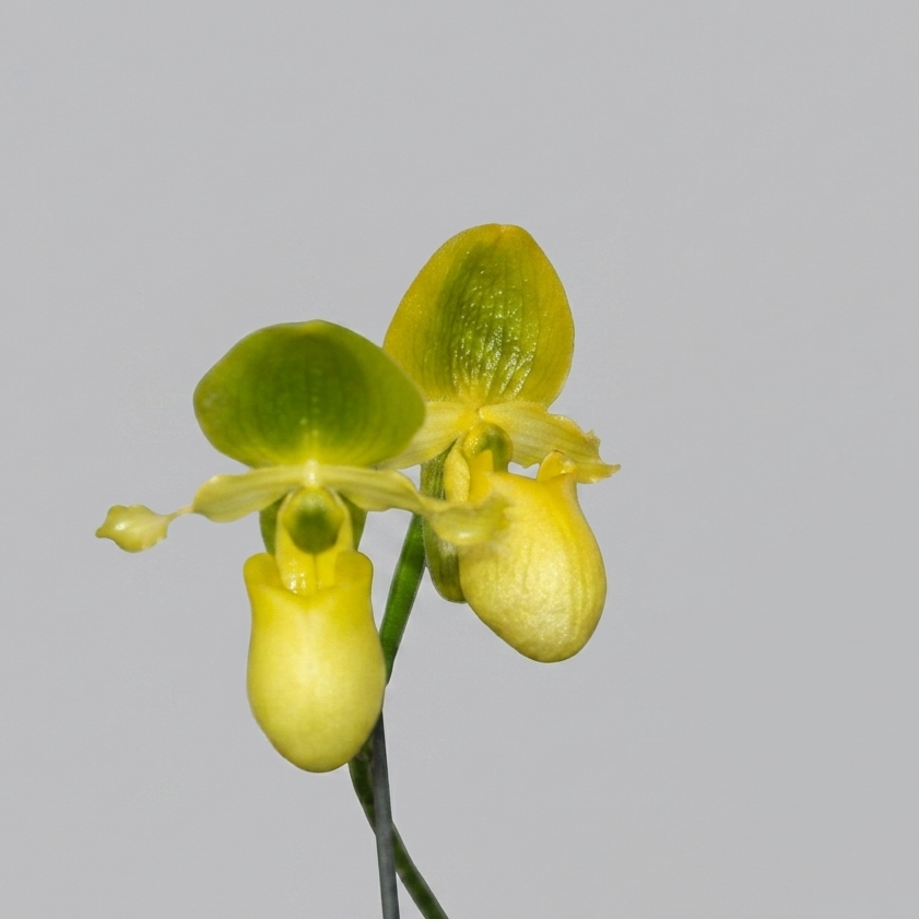 Paphiopedilum primulinum