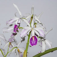 Cattleya maxima var. semi-alba