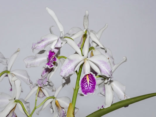 Cattleya maxima var. semi-alba