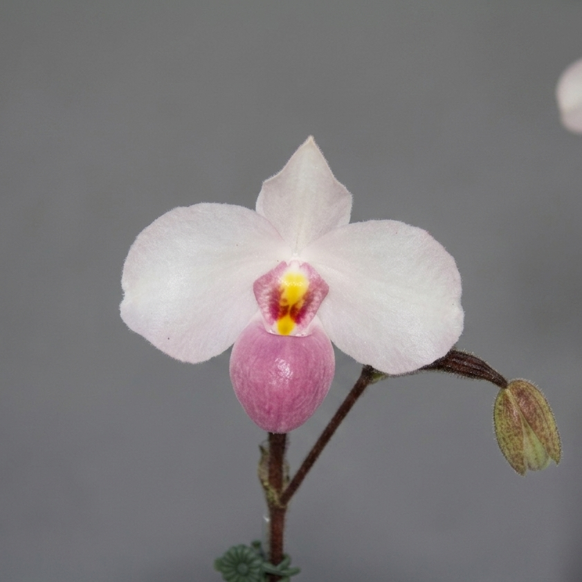 Paphiopedilum delenatii