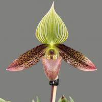 Paphiopedilum wardii