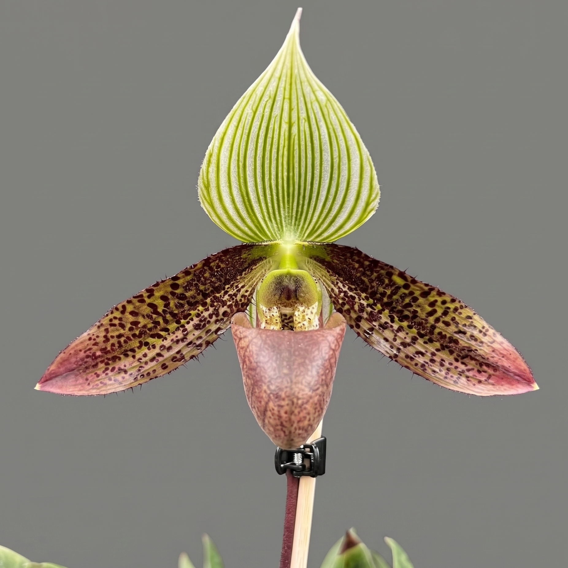 Paphiopedilum wardii