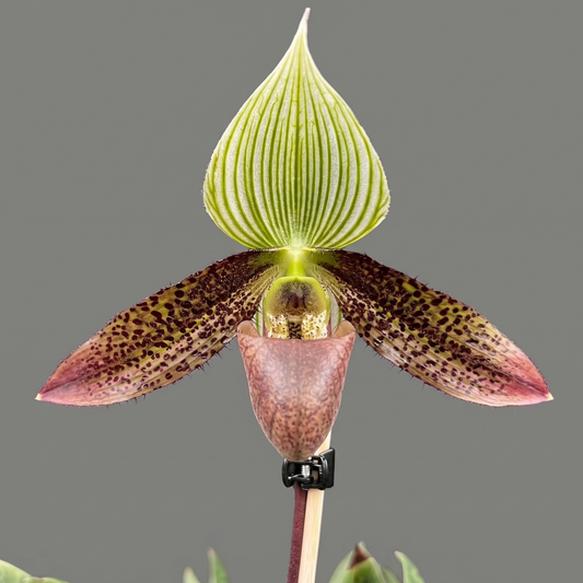 Paphiopedilum wardii