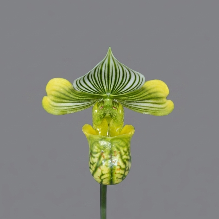 Paphiopedilum venustum alba