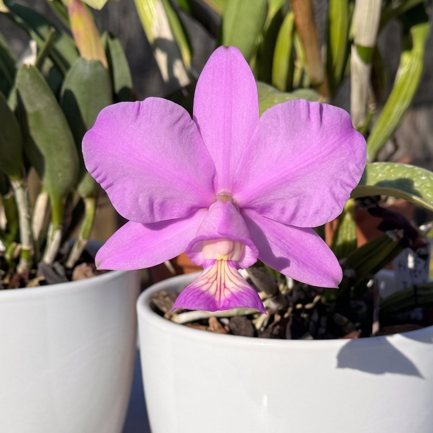 cattleya nobilior