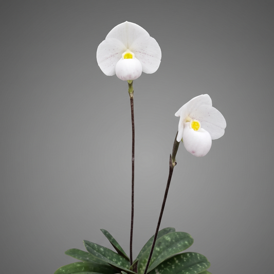 Paphiopedilum thaianum