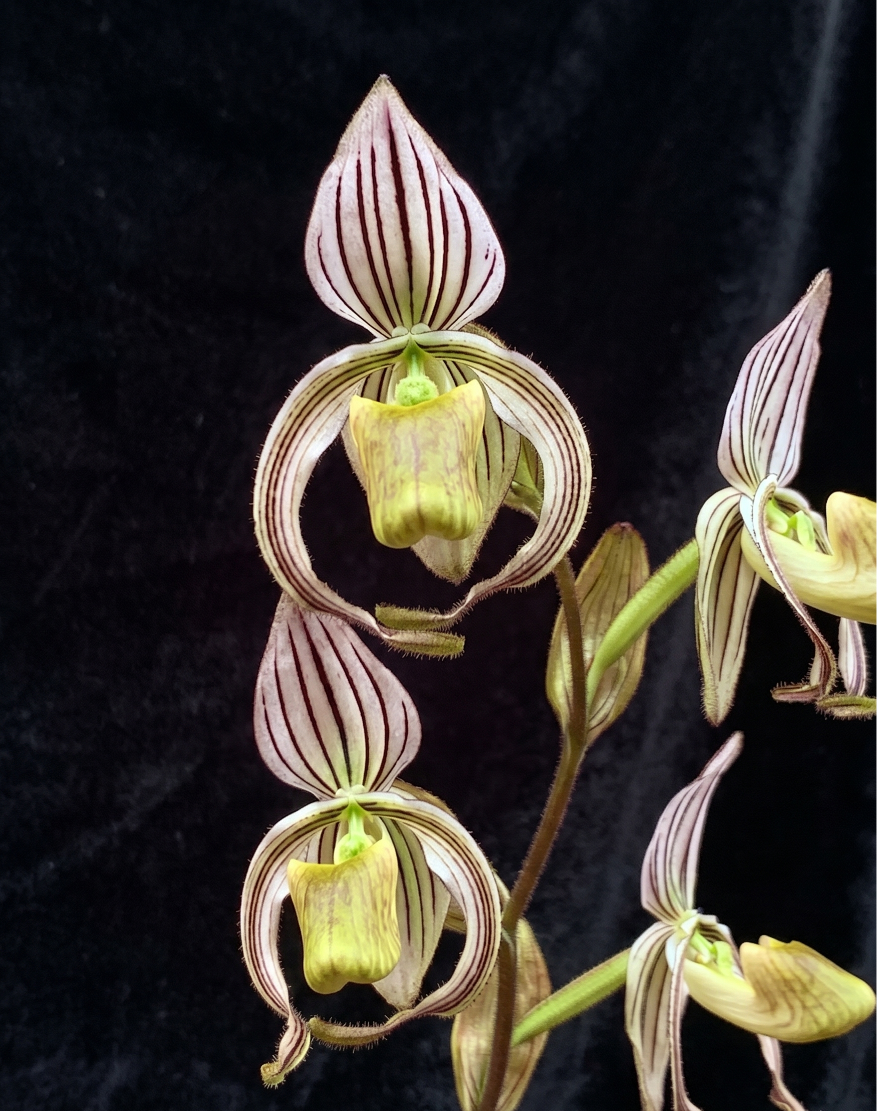 Paphiopedilum randsii