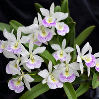 Brassocattleya (Bc.) Hawaii Stars