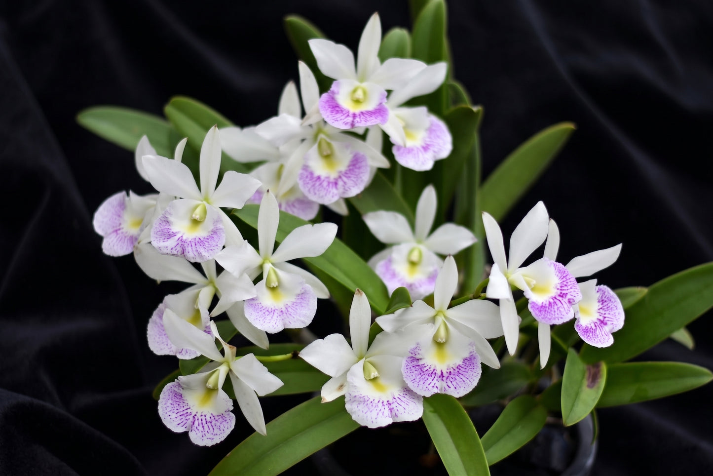 Brassocattleya (Bc.) Hawaii Stars