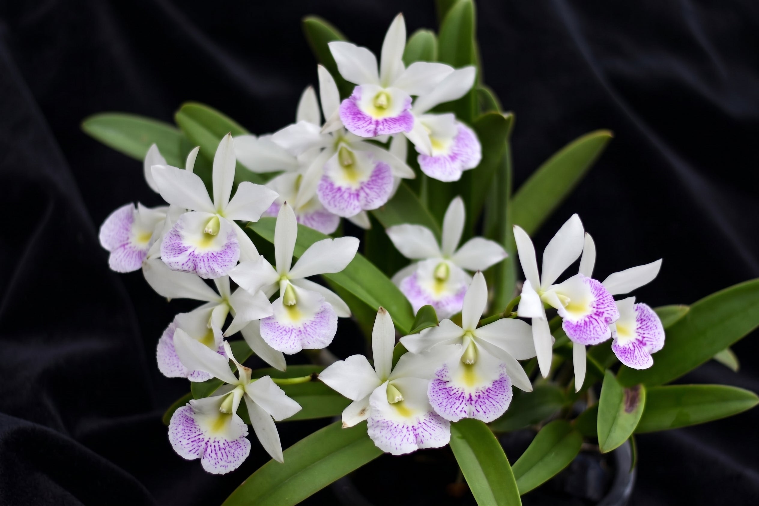 Brassocattleya (Bc.) Hawaii Stars