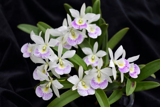 Brassocattleya (Bc.) Hawaii Stars