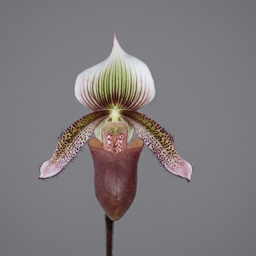 Paphiopedilum superbiens