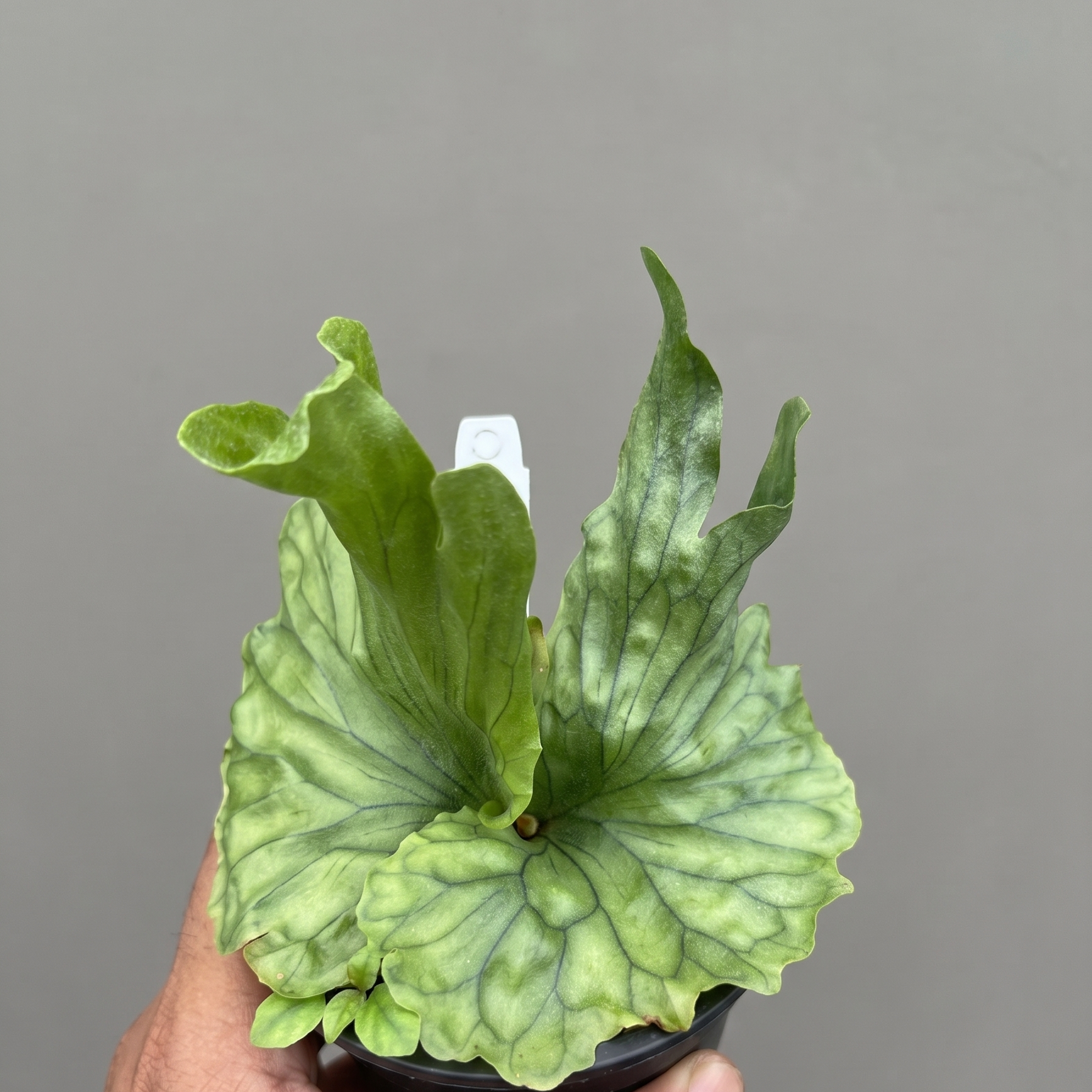 Platycerium Wandae Dwarf