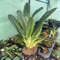 Paphiopedilum parishii