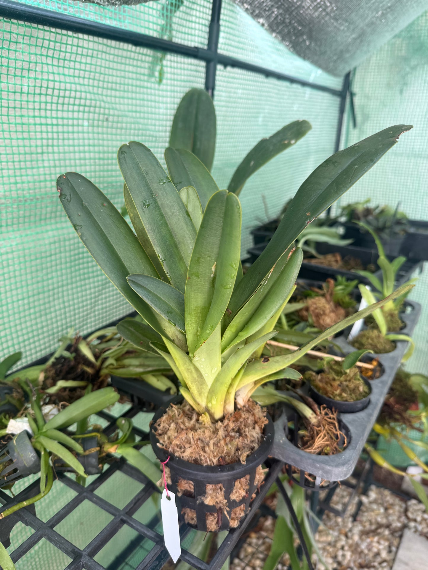 Paphiopedilum parishii