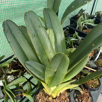 Paphiopedilum parishii