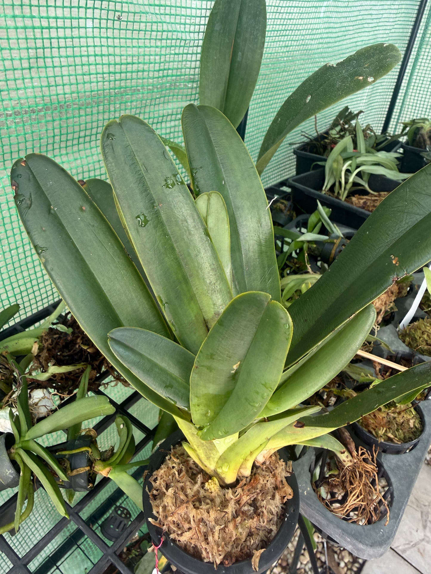 Paphiopedilum parishii