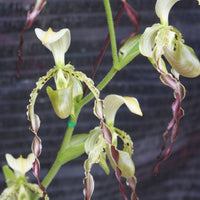 Paphiopedilum parishii