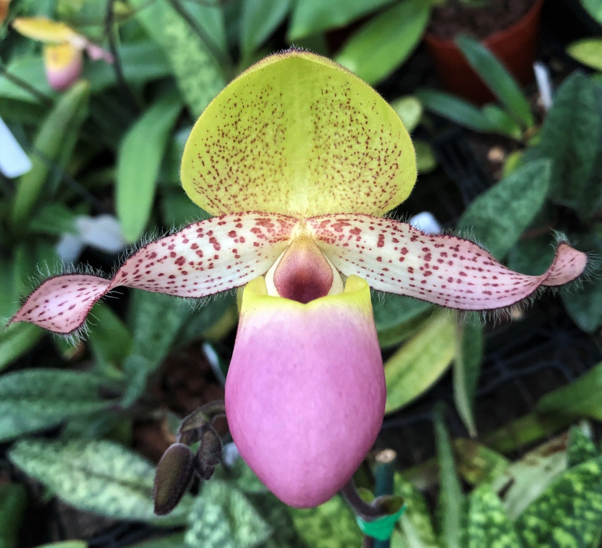 Paphiopedilum moquettianum