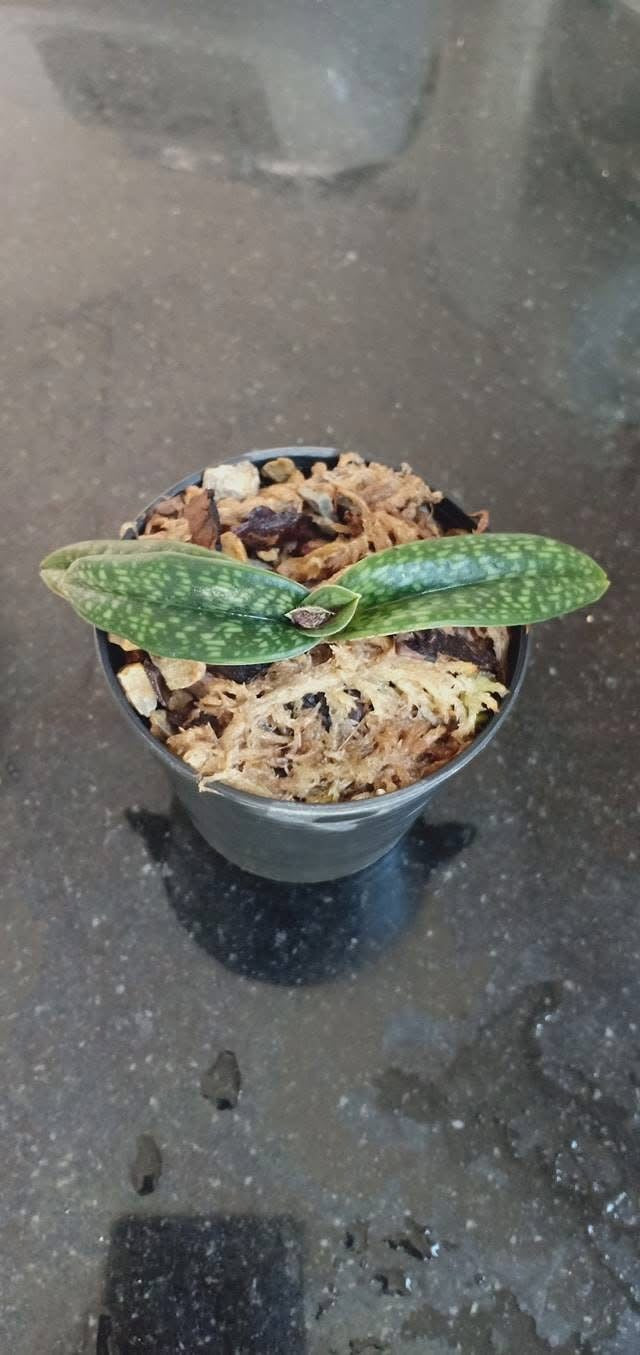 Paphiopedilum micranthum