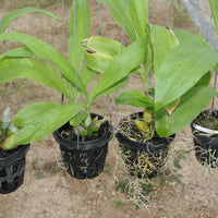 Catasetum tenebrosum