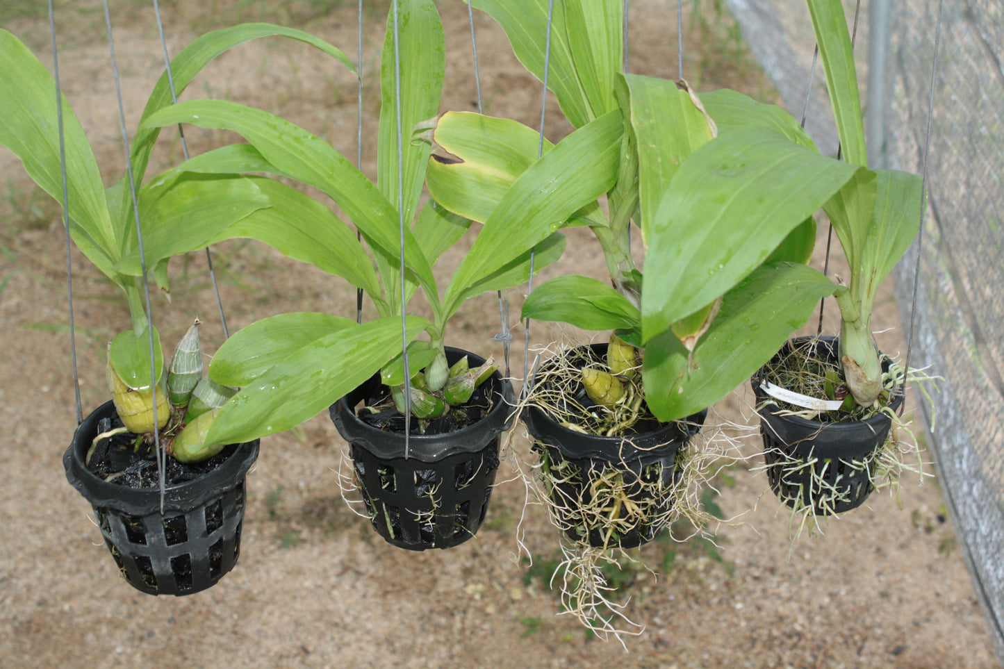 Catasetum tenebrosum