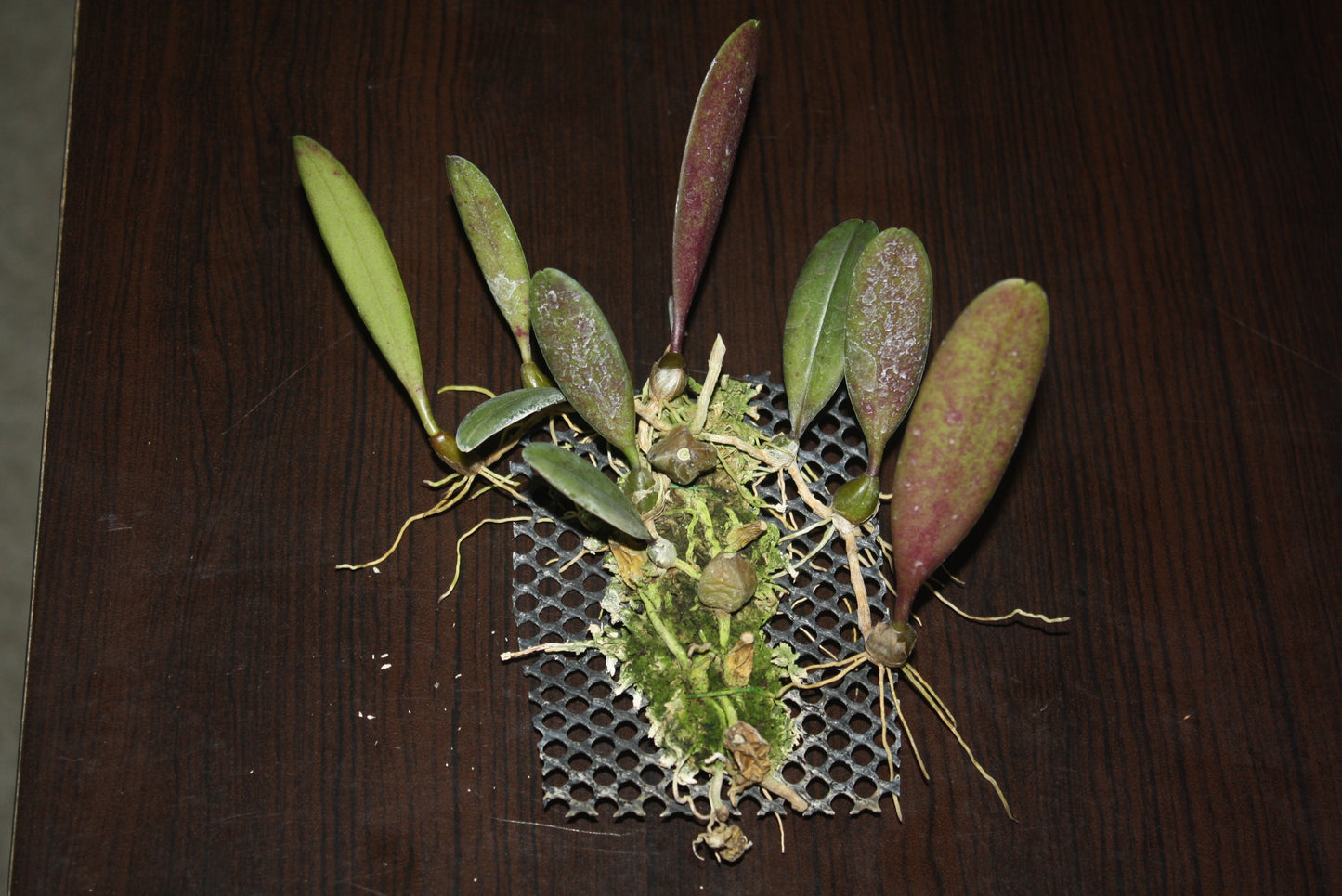 Bulbophyllum sikkimense