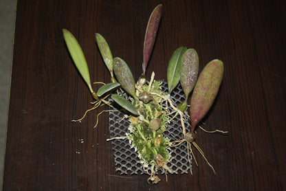 Bulbophyllum sikkimense
