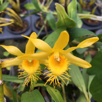 Dendrobium brymerianum