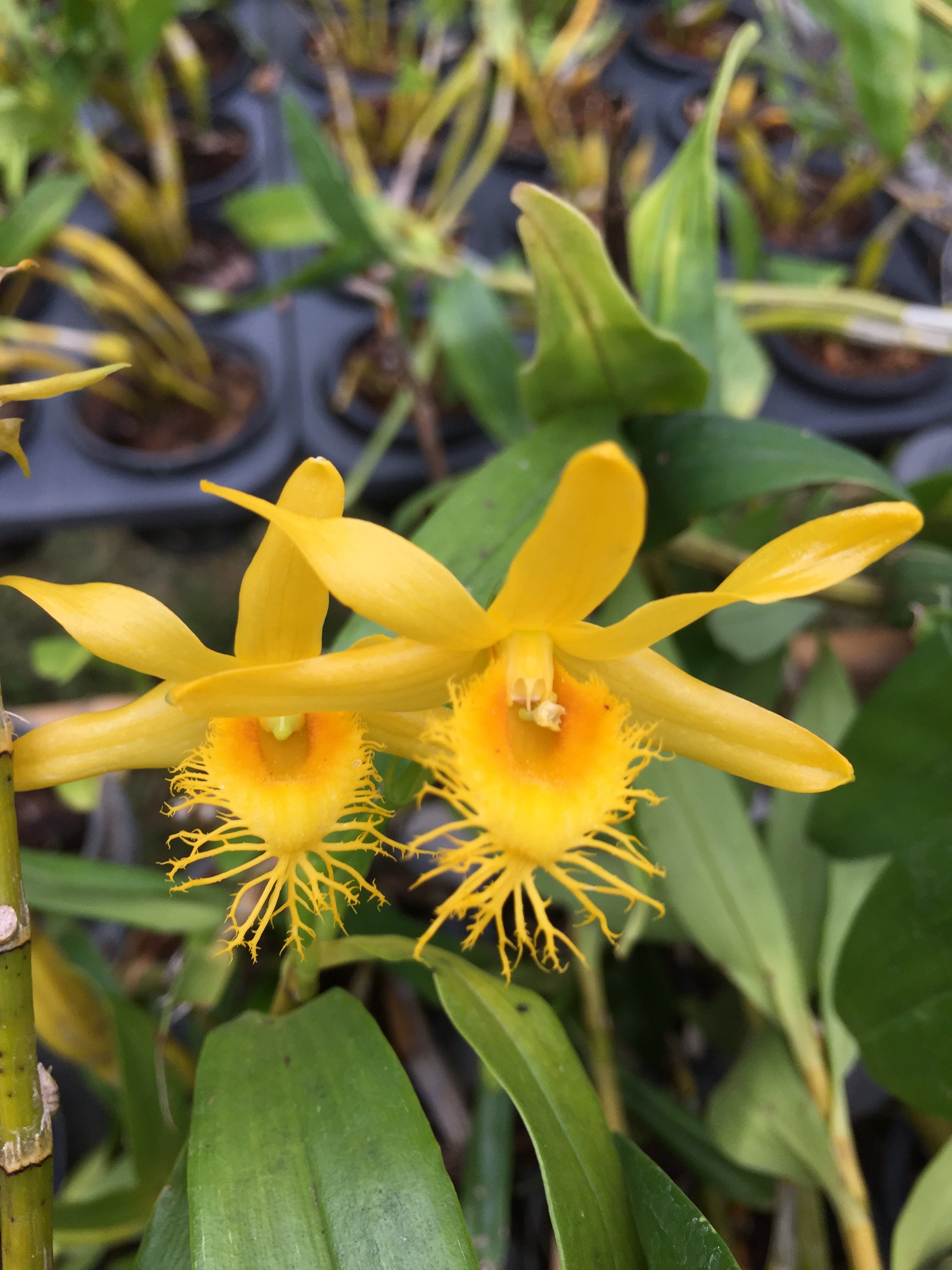 Dendrobium brymerianum