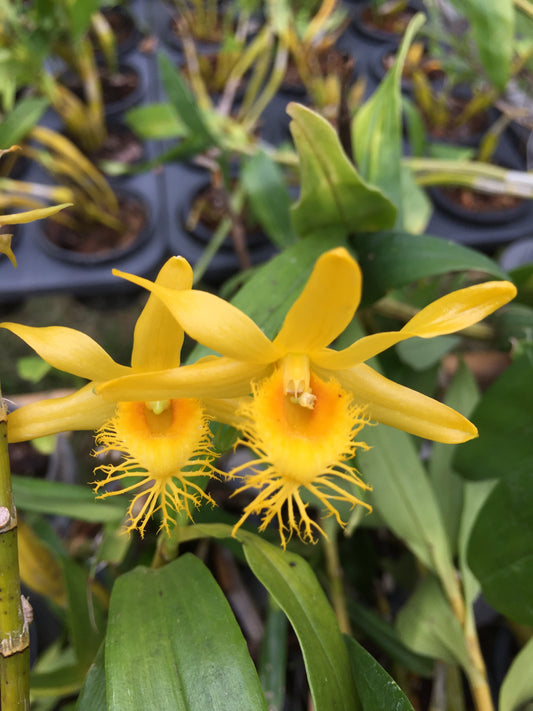 Dendrobium brymerianum