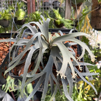 Platycerium willinckii  Jenny