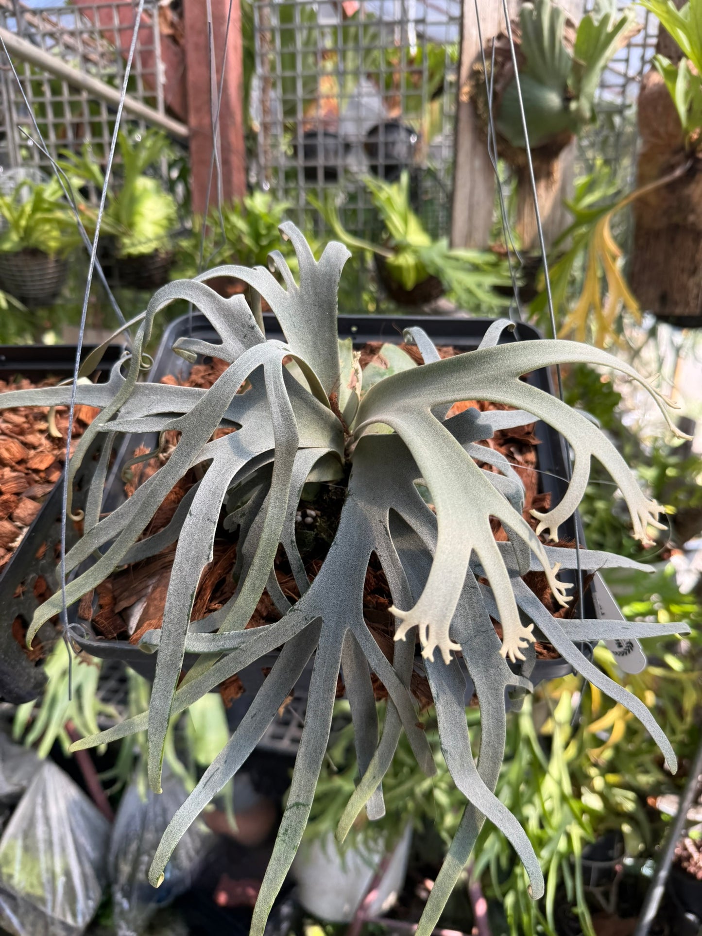 Platycerium willinckii  Jenny
