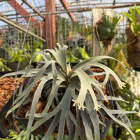 Platycerium willinckii  Jenny