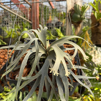 Platycerium willinckii  Jenny