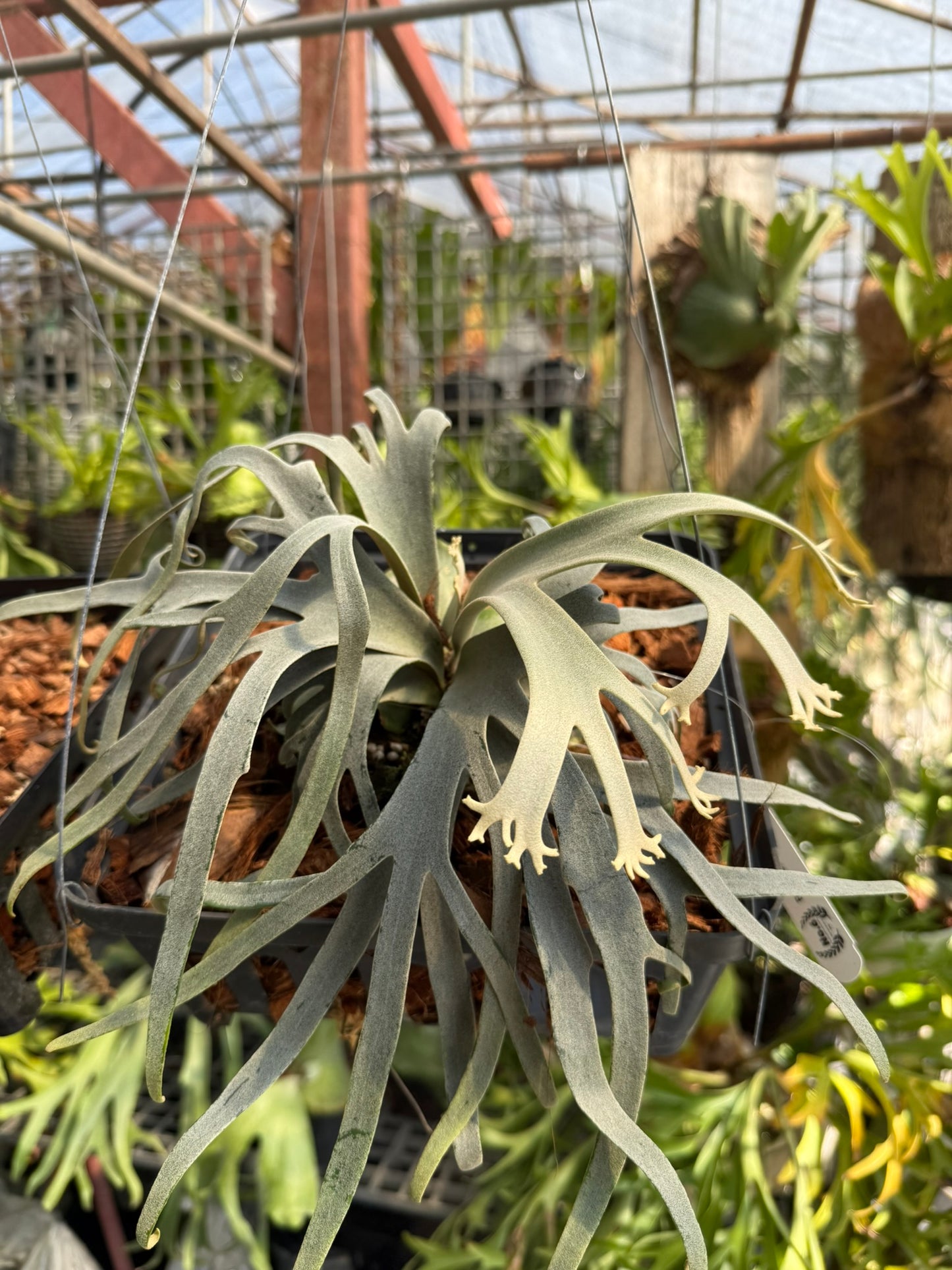 Platycerium willinckii  Jenny