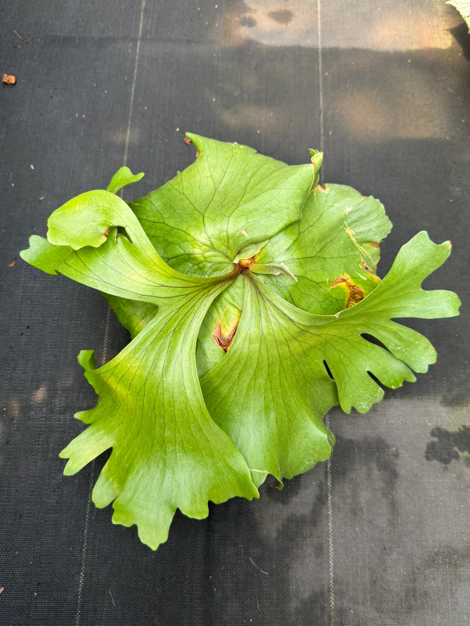 Platycerium Kuromi (P.Kitshakoodiense x P.Surinarium)