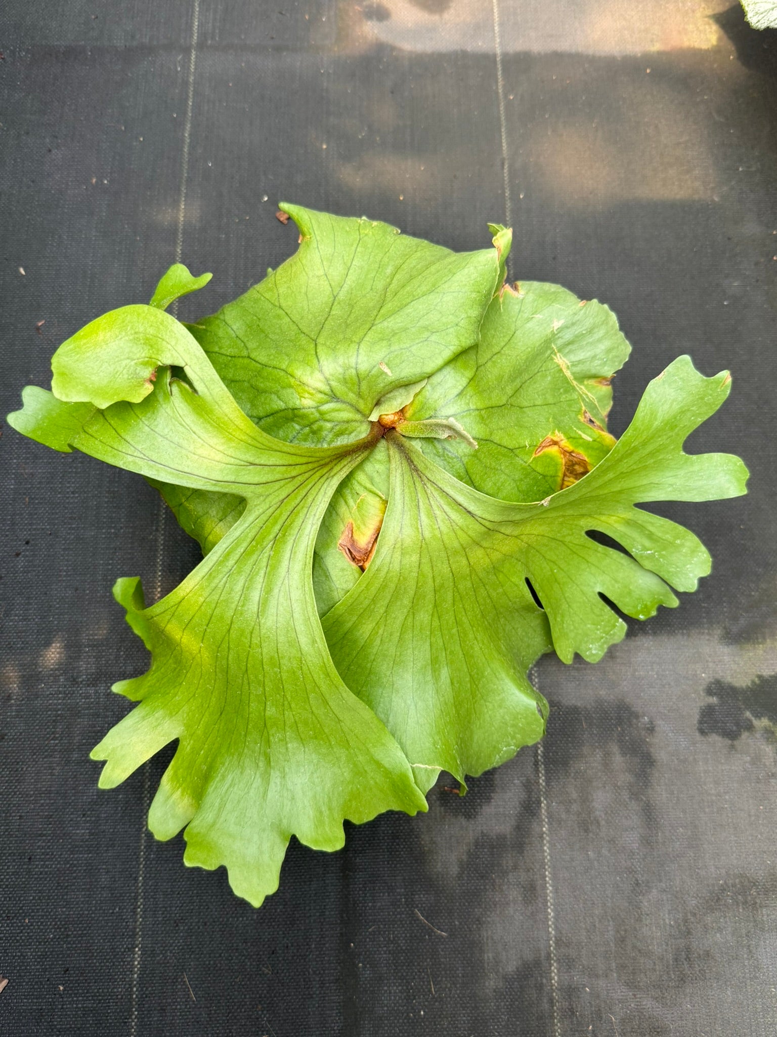 Platycerium Kuromi (P.Kitshakoodiense x P.Surinarium)