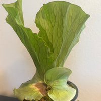 Platycerium elephantotis