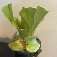 Platycerium elephantotis