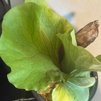 Platycerium elephantotis