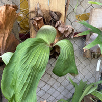 Platycerium elephantotis