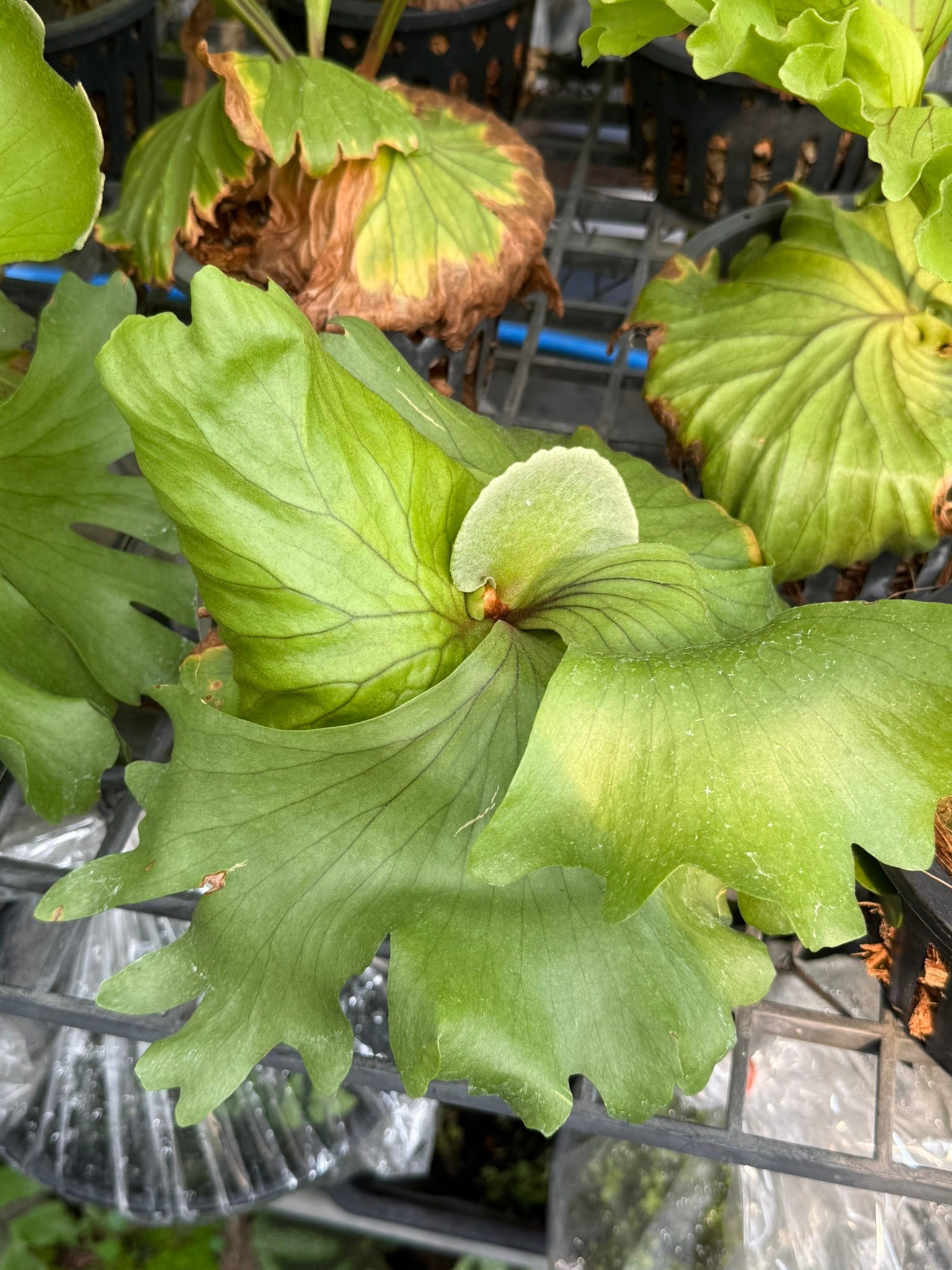 Platycerium Kuromi (P.Kitshakoodiense x P.Surinarium)