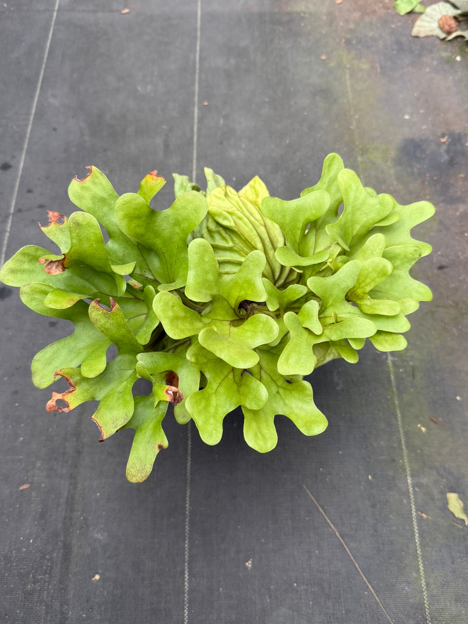 Platycerium ridleyi dwarf